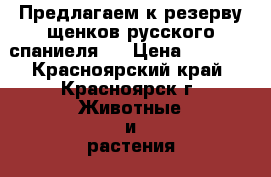 Предлагаем к резерву щенков русского спаниеля.  › Цена ­ 4 500 - Красноярский край, Красноярск г. Животные и растения » Собаки   . Красноярский край,Красноярск г.